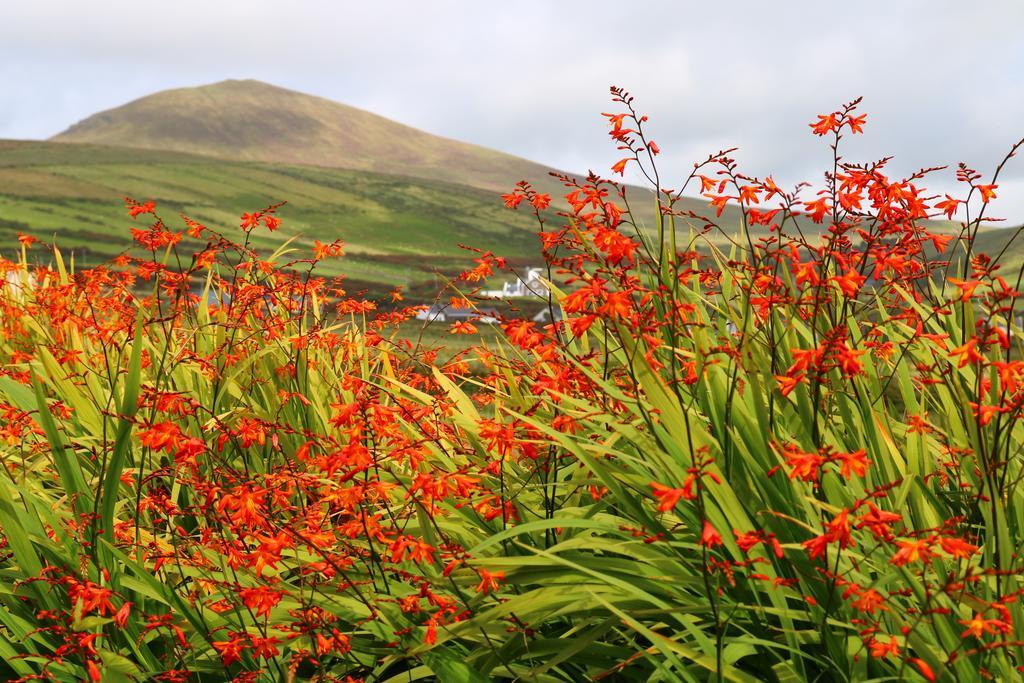 An Portan Guest House Dunquin Exterior photo